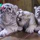 SZ “At 65 days old, rare white tiger triplets make their debut at the zoo: utterly adorable! ‎ ” SZ