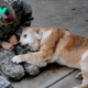 Aww Lola, the Beloved Old Dog: An Emotional Reunion Unfolds as a Military Mother Returns Unexpectedly After Years of Service to Her Country.