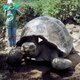 ST “Amazing Announcement! 70-Year-Old Galapagos Tortoise Celebrates the Arrival of Eight Youngsters, Inspiring Hope for Their Threatened Species!” ST