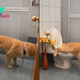son.The intelligent Golden dog knows how to use the toilet like a human, making the online community surprised and amazed.