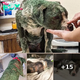 Pitbull was found covered in toxic green paint, chemical burns — rescue gives her a second chance