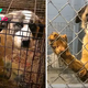 tl.Abandoned and confined in tiny cages, a large dog watches life slip away over a grueling six-year period, highlighting the harrowing realities of neglect and cruelty.
