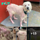 Hairless Great Pyrenees Turns Into The Fluffiest, Happiest Dog