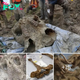 Incredible Find: High School Student Unearths 7ft Tall Juvenile Mastodon Jaw Bone on Iowa Farm