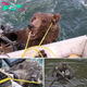 Alaskan Hero Wrangled a Drowning Brown Bear, Ensuring Its Safe Return to Shore with Courage and Compassion