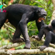 'Hostilities began in an extremely violent way': How chimp wars taught us murder and cruelty aren't just human traits