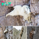 Dіⱱe into the world of Vertical Rock Climbing Masters, the “super-goats” of the sport!