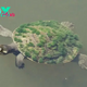 Aww What an entrancing spectacle! A colossal turtle, boasting over 600 years of life, adorned with algae-draped shell, resembles a living isle amidst the waters of the River Thames.