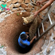 SZ “Guwahati veterinarian’s brave story: Saving a trapped leopard from a 30-foot dry well wows the online community  ” SZ