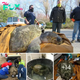 Cape Cod officials heroically rescued a rare 350-pound loggerhead turtle, found stranded on Truro Beach, in a remarkable display of conservation effort.