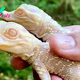 SR “Exciting Announcement: Wild Florida Zoo Celebrates Arrival of Two Charming Albino Alligator Hatchlings” SR