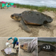 Incredible Rescue: Loggerhead Sea Turtle Liberated from Mud Thanks to Determined Rescuers