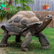 How wonderful! A British zoo has successfully bred for the first time a 70-year-old giant tortoise with “better physical condition” that has given birth to eight newly hatched Galapagos giant tortoises. KS