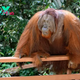 Malaysia Plans Its Own ‘Orangutan Diplomacy,’ Inspired by China’s ‘Panda Diplomacy’