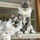 AK “Nala and Thor: Pioneers of Feline Charisma, a Dynamic Duo Redefining Cuteness!”