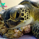 SY  “She will always be grateful for this act of kindness! A sea turtle had a massive growth weighing 938 grams removed from her right jaw, all thanks to the compassion of a man who summoned an ambulance to transport her to the hospital.”