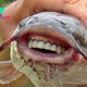 SH.”Dive into the Captivating Discovery: A Fish with Human-Like Teeth Ignites Internet Frenzy and Scientific Interest!SH