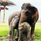 kp6.”Charming Baby Elephant Delights with Playful Rainy Antics (Video).”