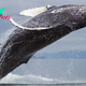 SH.”Stunning Photos Capture Majestic Ocean Giants in Mid-Air, Gracefully Feeding off Alaska’s Coast.SH