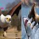 B83.A resourceful eagle uses cunning tactics to hunt sharks in the ocean, demonstrating the adaptability and remarkable intelligence of this apex predator.