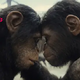 Kingdom of the Planet of the Apes Rules Because It’s a Different Type of Sequel