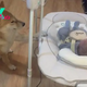 tl.”Smart dog Dolly tenderly lulls a baby to sleep every day, delighting and surprising the online community.”