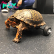 B83.A young turtle skillfully uses unique wheels to move, demonstrating resilience and adaptability by retaining its forelimbs, inspiring admiration and awe for its ingenuity and their determination.