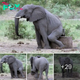 Elephant’s Comical Back ѕсгаtсһ: A Whimsical Wildlife Moment