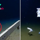 h. “Unprecedented Discovery: Fish Captured on Camera at Astounding Depth of 8,336 Meters, Setting a New Record for Deepest Observation in History, Astonishing the Scientific Community”
