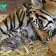bb. Rare Sumatran Tiger Cub Born at North Yorkshire Zoo Sparks Excitement and Hope for Endangered Species Conservation