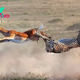 KS  Flawless Aerial Maneuver: Cheetah Seizes Gazelle Mid-Leap in Spectacular Display