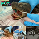 Pitiful! This snapping turtle was found on the road with a jaw fracture and head trauma