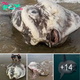 Lamz.Shocking Discovery: Beachgoers Stunned by 6ft ‘Alien Creature’ Washed Ashore!