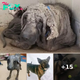 ‘Stone Statue’ Of A Dog Comes Into The Shelter In Need Of A Redo In Life
