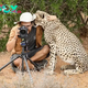 bb. “Cheetah Surprises Photographer with Heartwarming Embrace (Video)”
