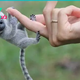 h. “Exploring Nature’s Miniature Marvels: Delight in the Wonder of Adorable Finger Monkeys, the Smallest Primates on Earth”