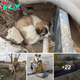 Lamz.Brave Soldier Rescues Puppy from Rubble: A Heartwarming Journey as the Loyal Companion Finds Sanctuary in His Backpack