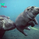 SAO. “Witness the Delightful Aquatic Dance of This Adorable Baby Hippopotamus!”.SAO