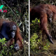 SA.”Heartfelt Photos Capture Orangutan’s Rescue Attempt, Mistakenly Believing Man in Peril from Snake”.SA