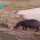 Desperate Stand: Hippo’s Courageous Attempt to Save Pregnant Impala from Wild Dog and Hyena Ambush Caught on Camera