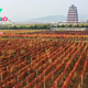 Raise a Glass to China: The Rise of Chinese Wine
