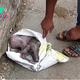 Rescuers Find Scared, Injured Pup Trying To Hide Himself From Humans In A Bag