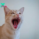Cat-Themed Memecoins Soar 16.1% After Roaring Kitty’s Return 