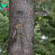 LS ”Beak-a-boo! Amateur photographer spots Great Grey Owl as it blends perfectly into the bark of a tree but can YOU see it? ‎”