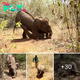 Heartwarming гeѕсᴜe: Handicapped Baby Elephant Saved After Brave Year in Mattala Wildernes (Video).