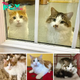 tpn-The family’s choice of the two most timid cats, who have been searching for a home for months, turns out to be the perfect decision.