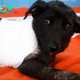 Heart-Wrenching Tale of a Street Puppy Playfully Romping Until Struck by a Vehicle, Now on the Road to Recovery