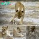 Heartwarming Tale: Lioness Nurtures Baby Antelope Amidst Grief.sena