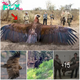 Lamz.Researchers Capture Enigmatic Giant Bird with Enormous Wingspan