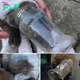 Brave Rescuers Leap into Action to Save Fluffy Baby with Head Trapped in Plastic Jar, Preventing Potential Tragedy